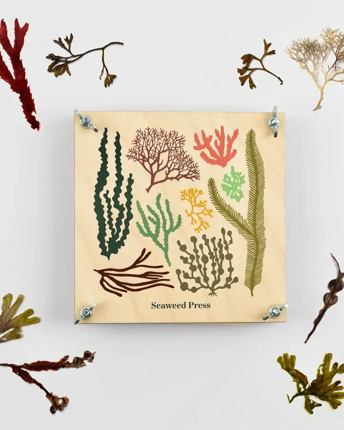 Seaweed Press Kit Studio Wald Earrings